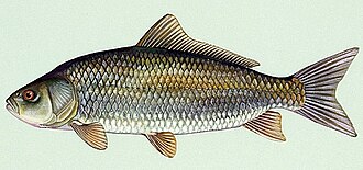 Буффало