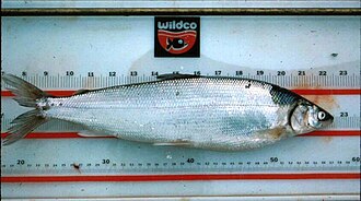 Омуль